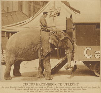 871324 Afbeelding van een olifant die een circuswagen van Circus Hagenbeck voortduwt op het Vredenburg te Utrecht, waar ...